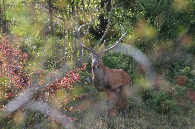 Un''arena molto contesa